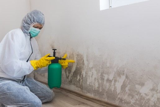 How to Choose the Right Mold Remediation Service for Your Home