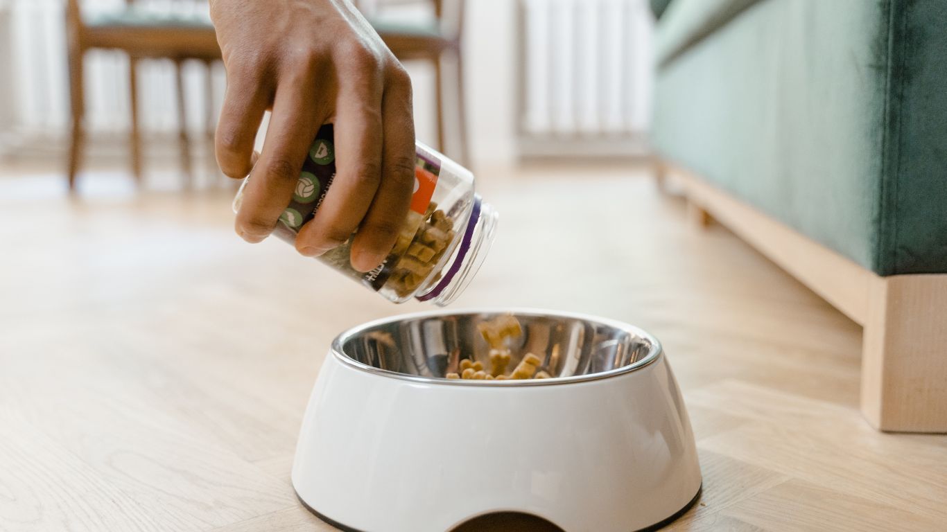 Differences Between Dog Treats and Dog Food 