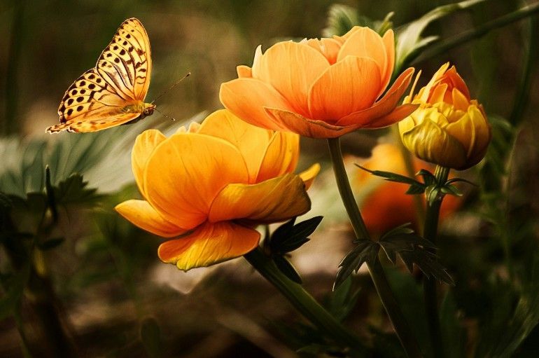 Gardening With a Chronic Illness
 
