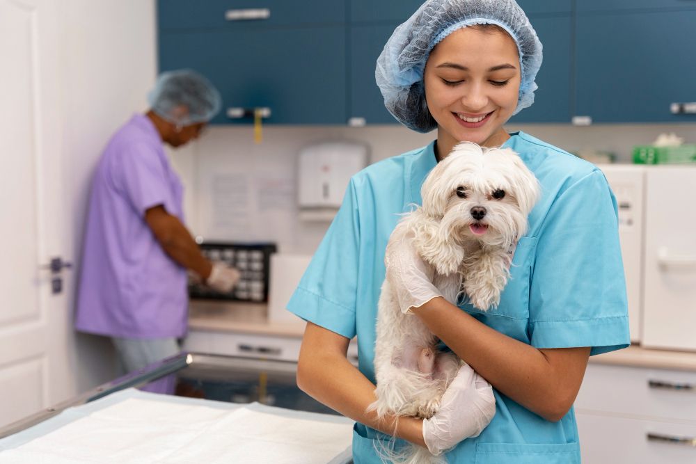 The Ultimate Guide to Pet Grooming in Qatar: Keeping Your Furry Friends Fresh and Happy