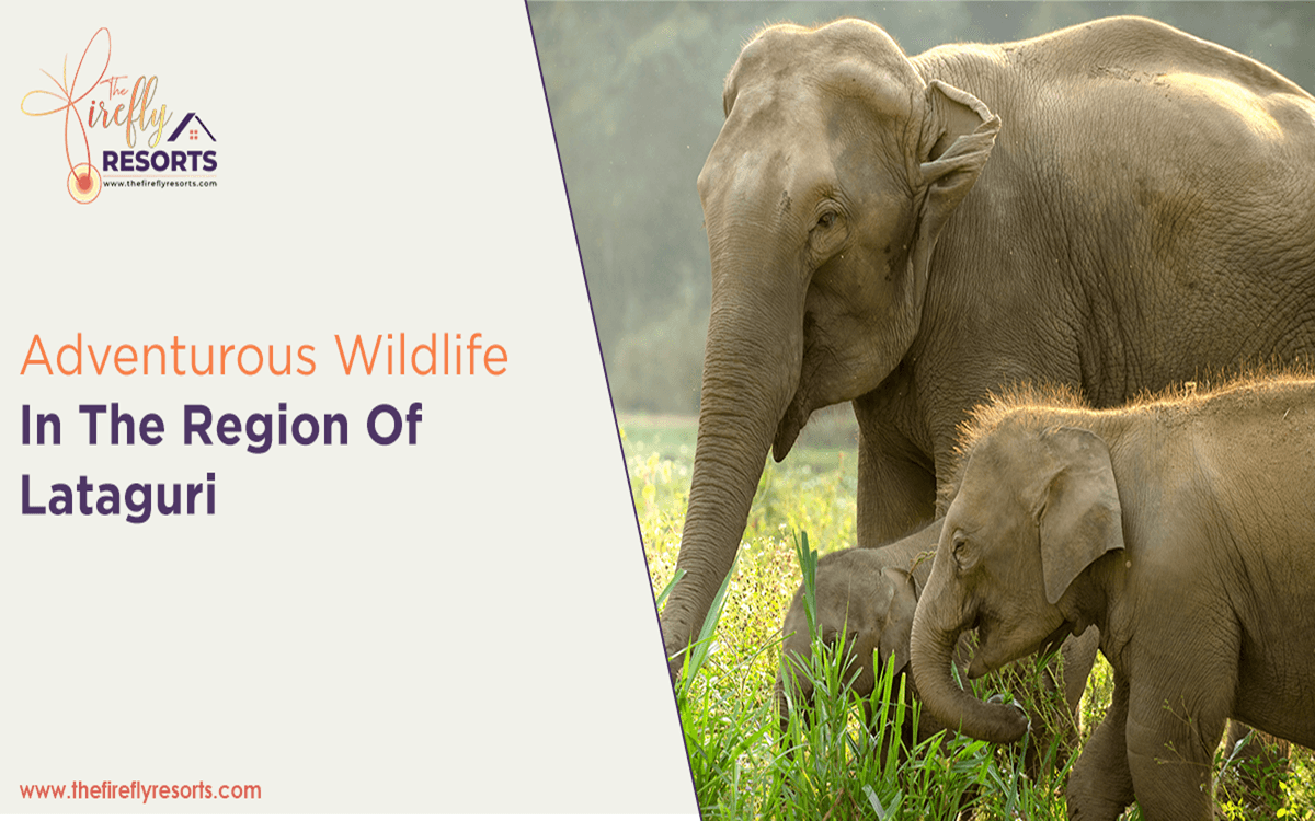 Adventurous Wildlife in the Region of Lataguri