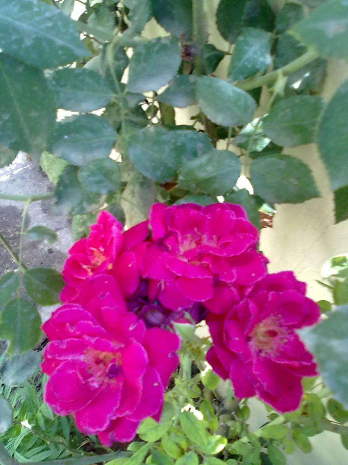 Learning Efficiency And Meditation