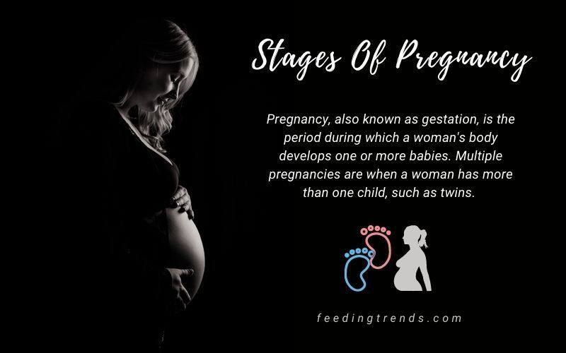 Stages Of Pregnancy That Are Important For Every Woman