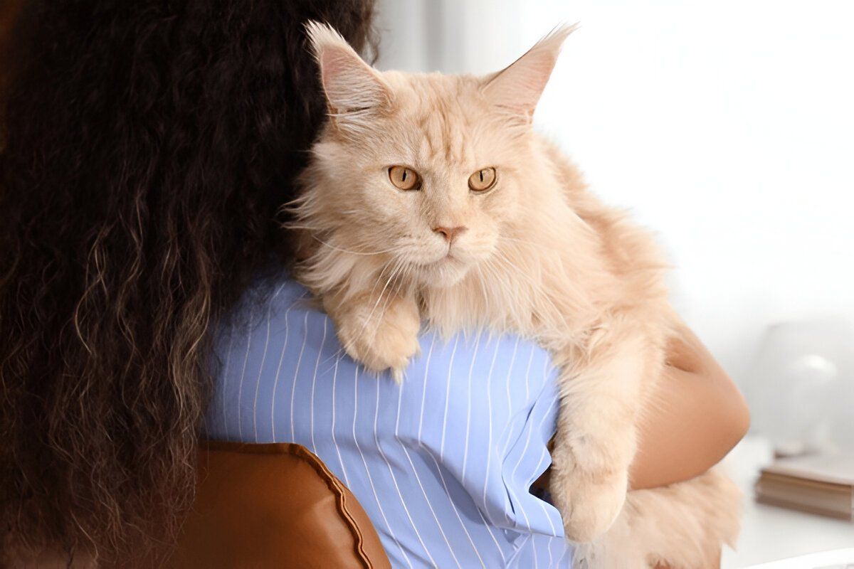 20 Fascinating Facts About Maine Coons