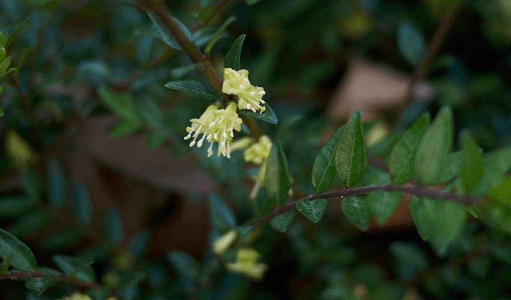 How to Pronounce Ligustrum Ovalifolium