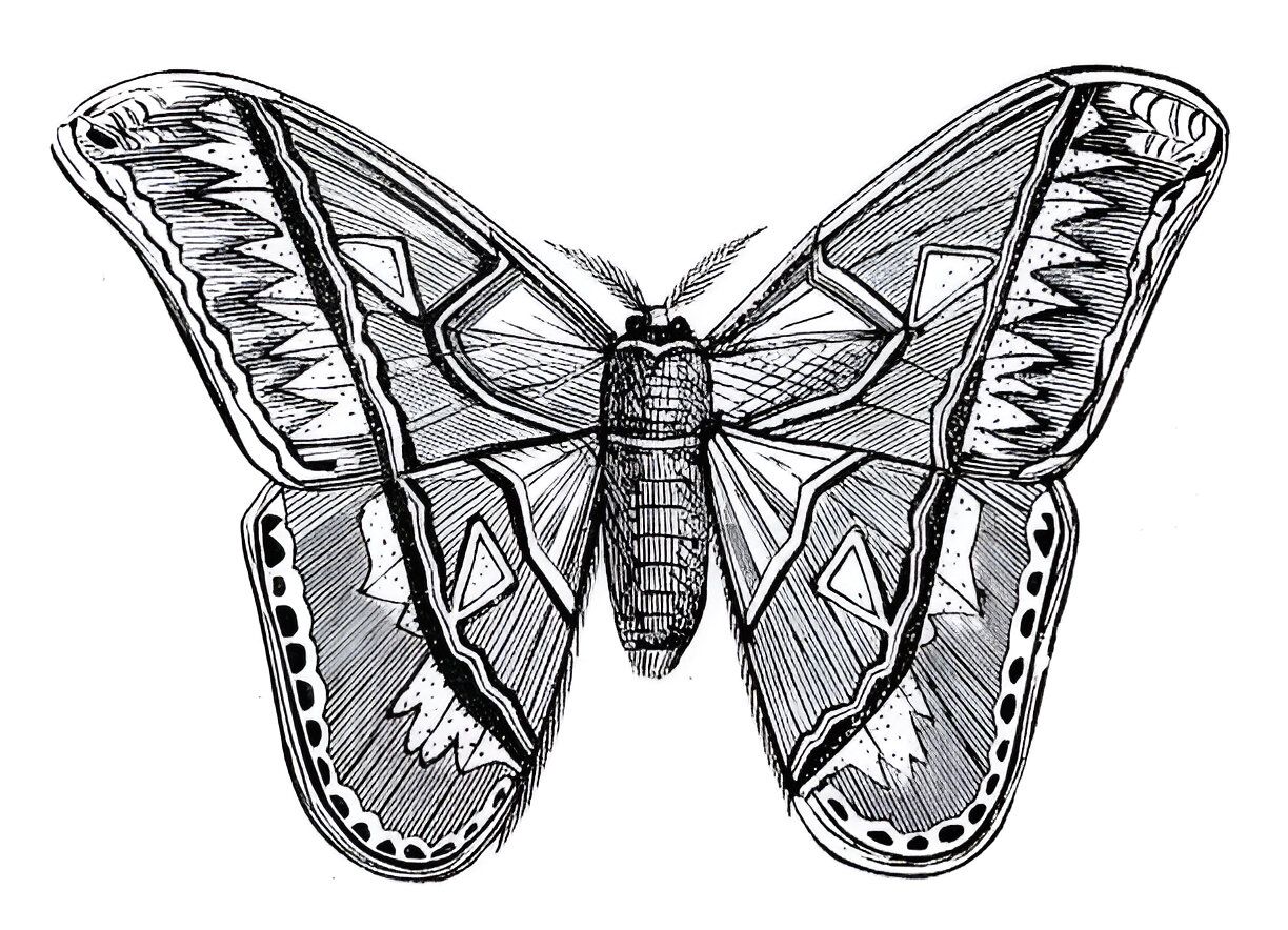 Attacus Atlas: Nature’s Living Artwork and a Muse for Artistic Creation