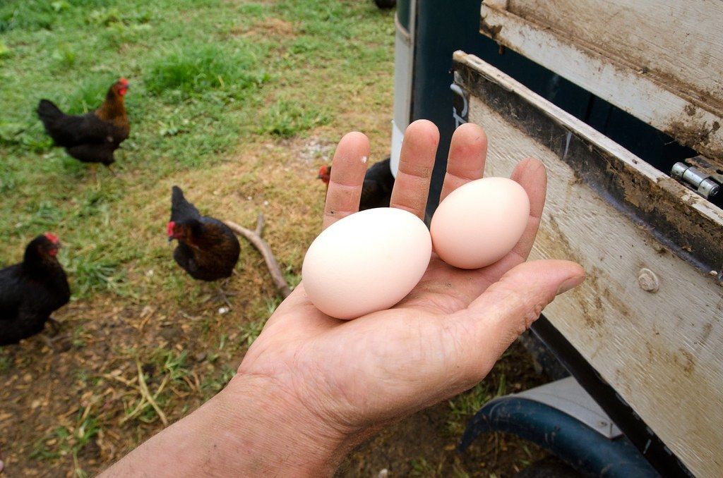 Why Has My Chicken Laid a White Egg?