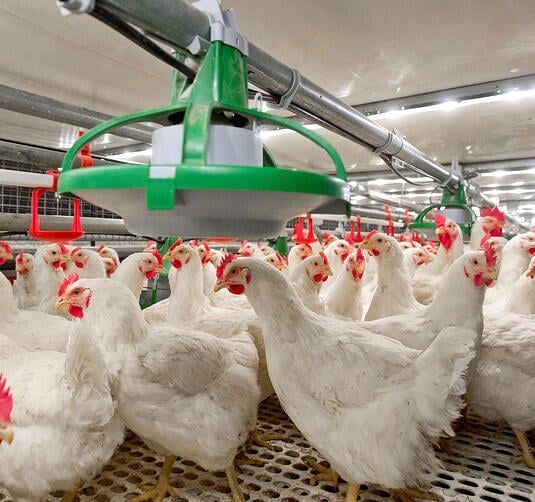 Layer Breeding Equipments  Market 2022 - Industry Analysis, Size
