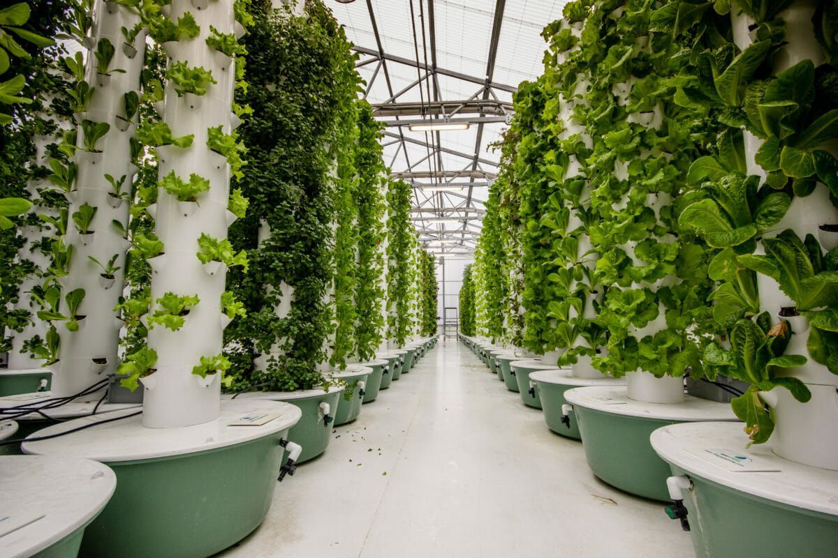Aeroponics Market Latest Trades & Forecast Report to 2028