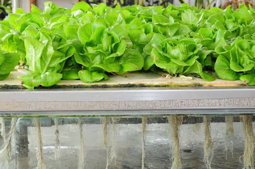 Aeroponics Market Report, 2022-2028 | Growth, Trends and Forecast