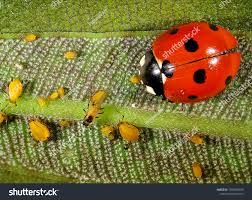 Agri Natural Enemy Pest Control Market Forecast Report to 2028