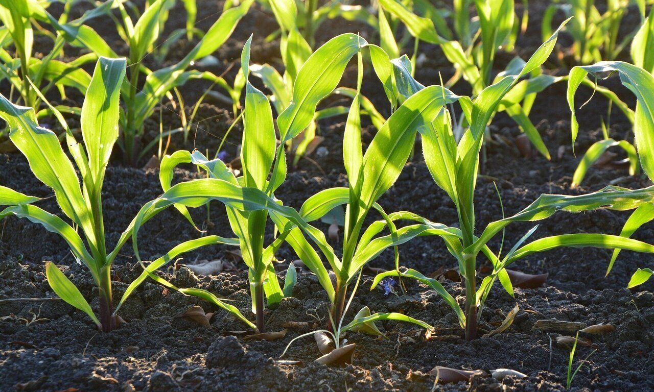 Agricultural Microbials Market Size, Status, Growth 
