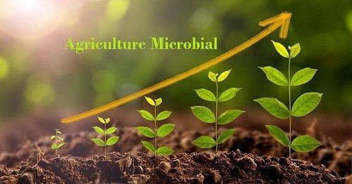 Agriculture Microbial Market Size Worth Usd 18,003.75 Mn by 2028
