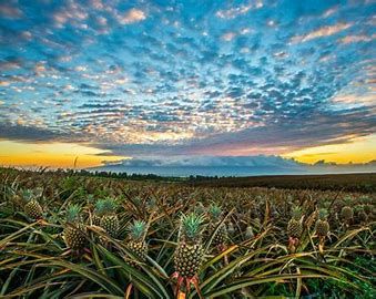 Agritourism Market Research 2028 - Value Market Research
