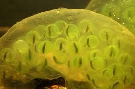Algae Biofeedback Market Overview: Industry Forecast - 2028