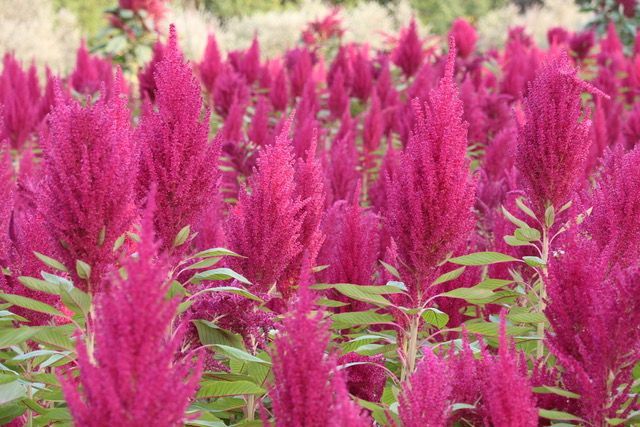 Amaranth Market Growth | Research Report, 2028