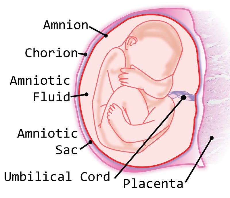 Amniotic Membrane Market Top Key Players and Analysis Report 
