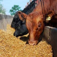 Redible Insects for Animal Feed Market - Value Market Research
