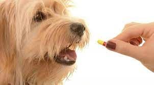 Animal Parasiticides Market Players, Share & Forecast Report 
