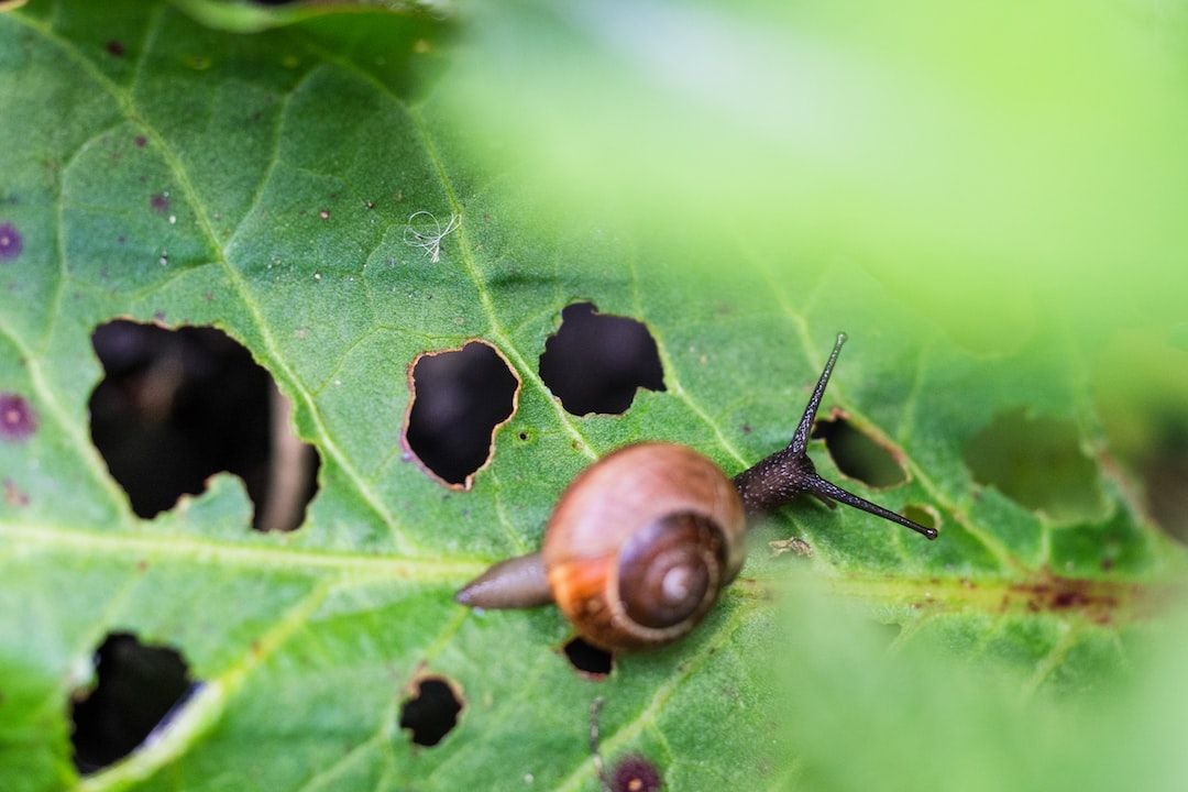 Quint Pest Control Is a Trusted Pest Control Company in Your Area