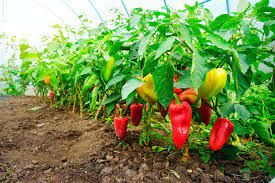Antifog Additives Market Analysis and Forecast to 2028