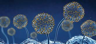 Antimicrobial Coatings   Market Expansion Market Players
 