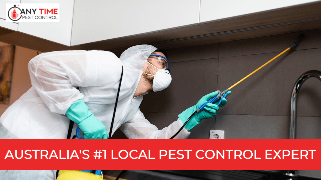 The Ultimate Guide to Pest Control: Tips and Tricks for a Home