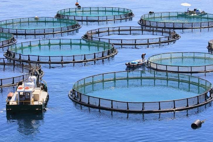 Aquaculture Market Key Players Analysis and Forecast to 2028