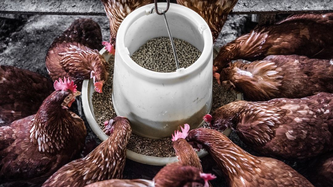 Peru Animal Feed Market : Predicted Rapid Growth With Trends