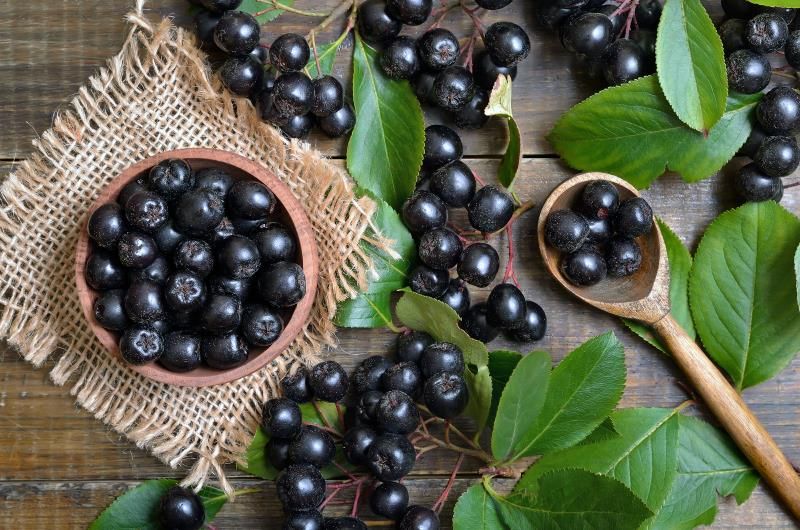 Aronia Berries Market – Industry Trends and Forecast