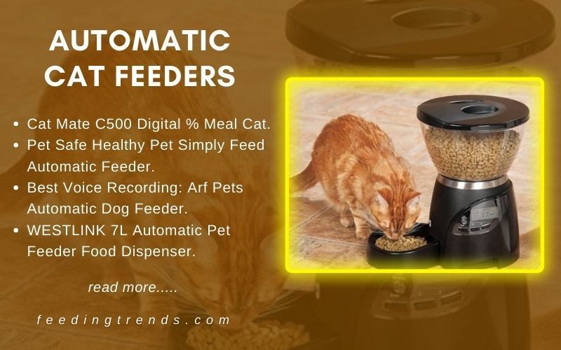 Best Automatic Cat Feeders To Keep Yoy Kitty Feed