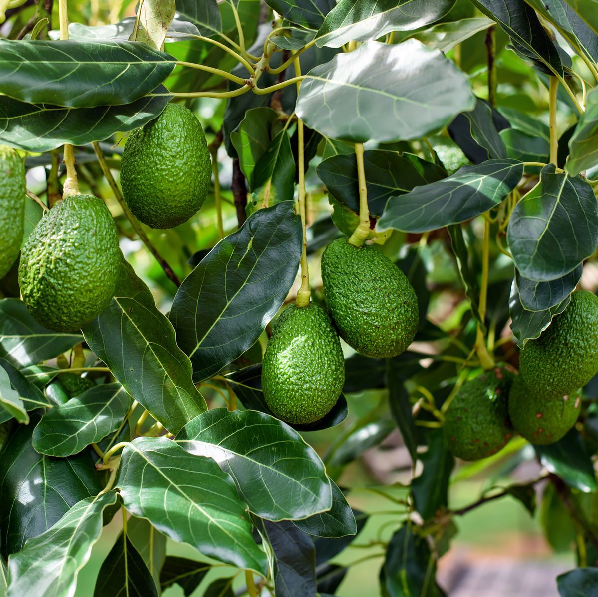 Avocado Market Share and Growth Analysis Report Till 2028
