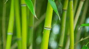 Bamboo Pulp Market | Global Industry Trends to 2028
