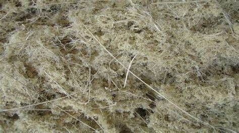 Bamboo Pulp Market: Global Industry Analysis and Forecast to 2028