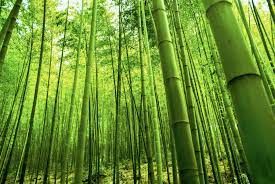 Bamboo Raw Material Market Size, Industry Analysis Report