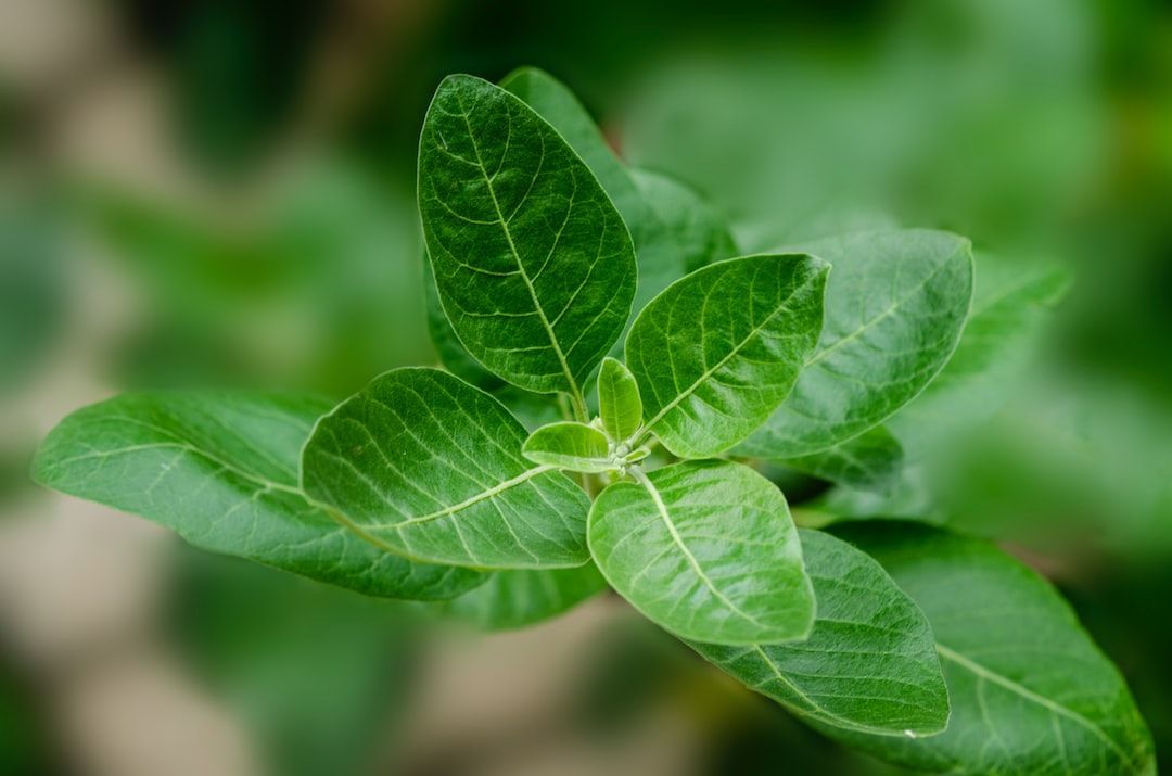 Ashwagandha and Its Benefits