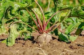 Beet Pulp Market Industry Opportunity & Forecast to 2028
