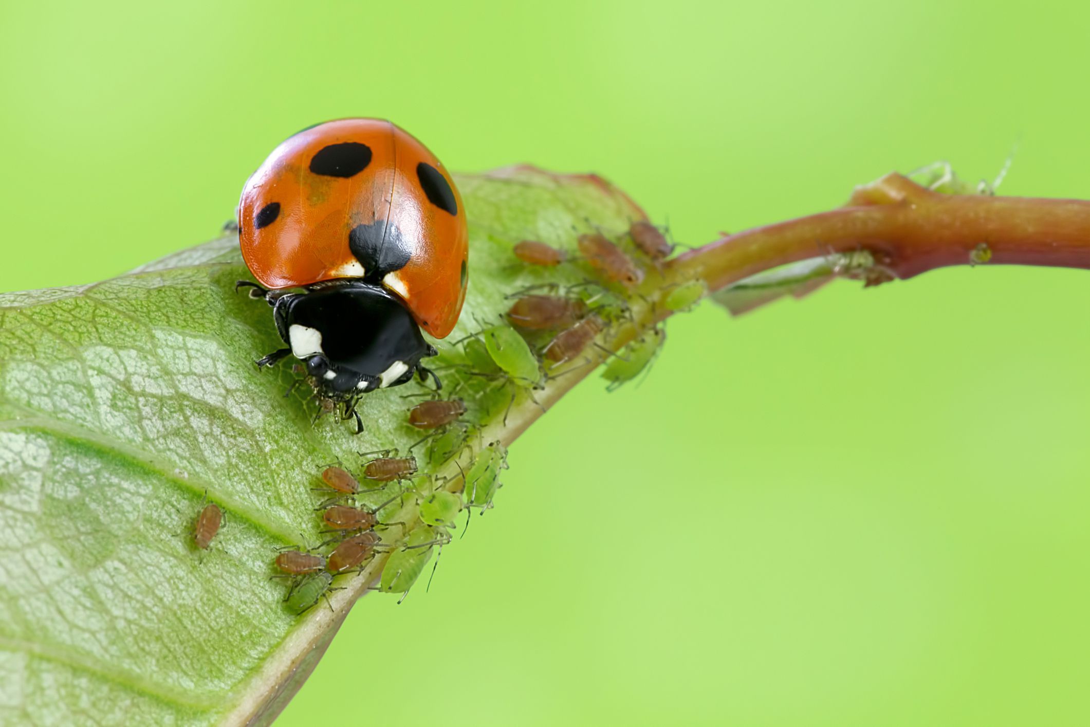 Beneficial Insects Market Forecast 2022-2028