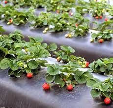 Biodegradable Mulch Film Market Size, Global Forecast to 2028
