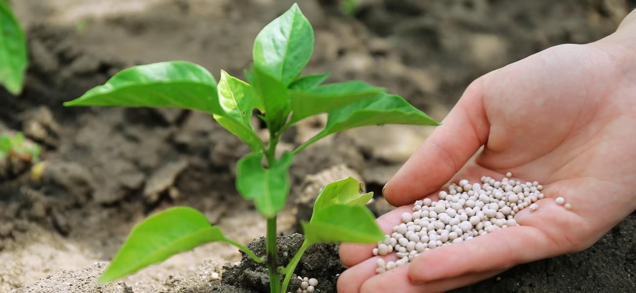 Biofertilizers Market Overview 2021–2028