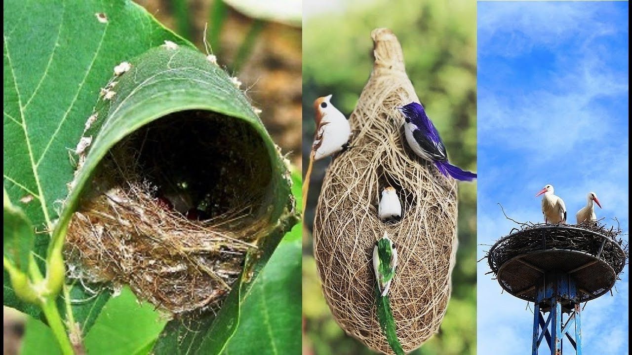 What Are the Ways to Prevent Birds Nesting? 