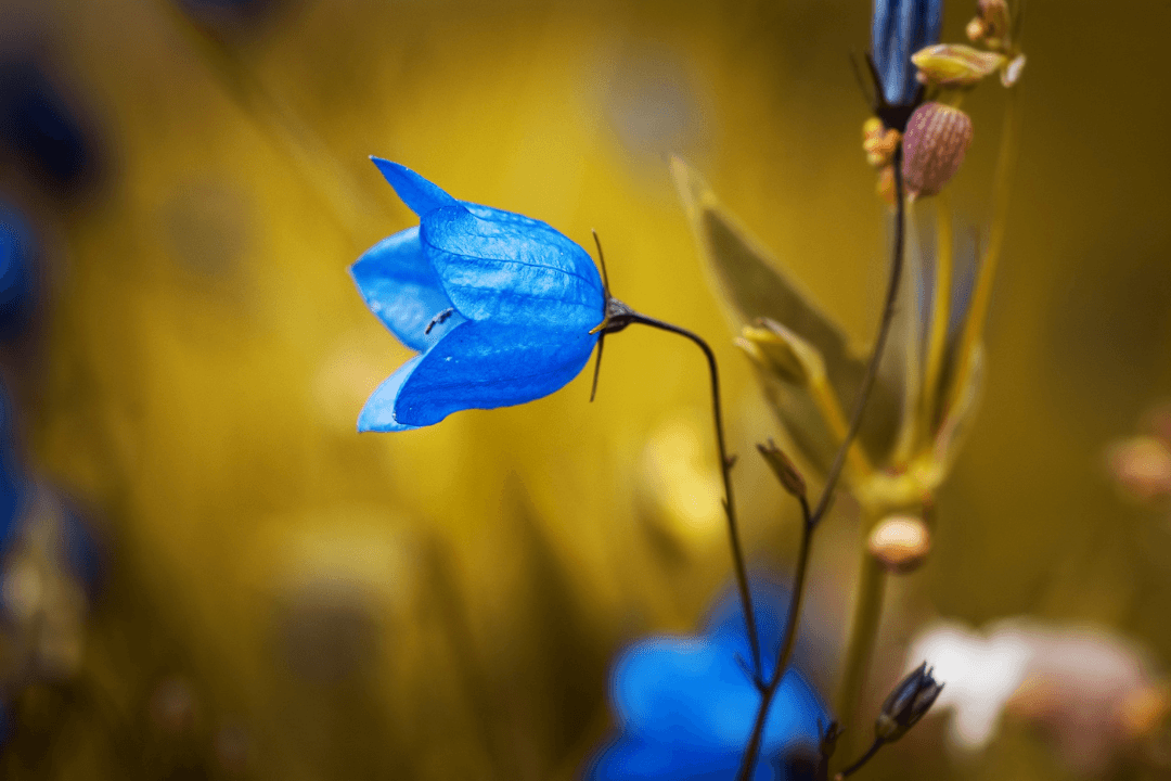 The Most Amazing Blue Flowers Around the World