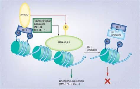 Bromodomain and Extraterminal Domain (Bet) Inhibitors Market |