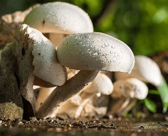 Button Mushroom Market Analysis, Forecast Report to 2028
