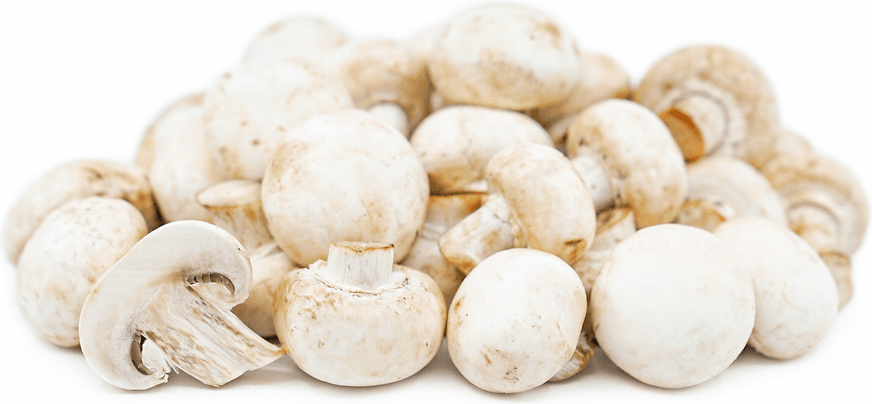 Mushroom Market Outlook Report Upto 2028