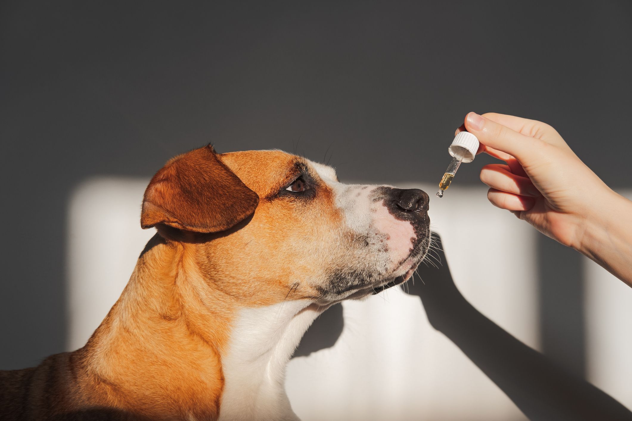 How Cbd Water Can Benefit Your Furry Friend in Poland
