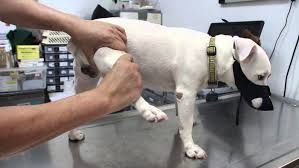 Canine Arthritis Market Outlook Report Upto 2028