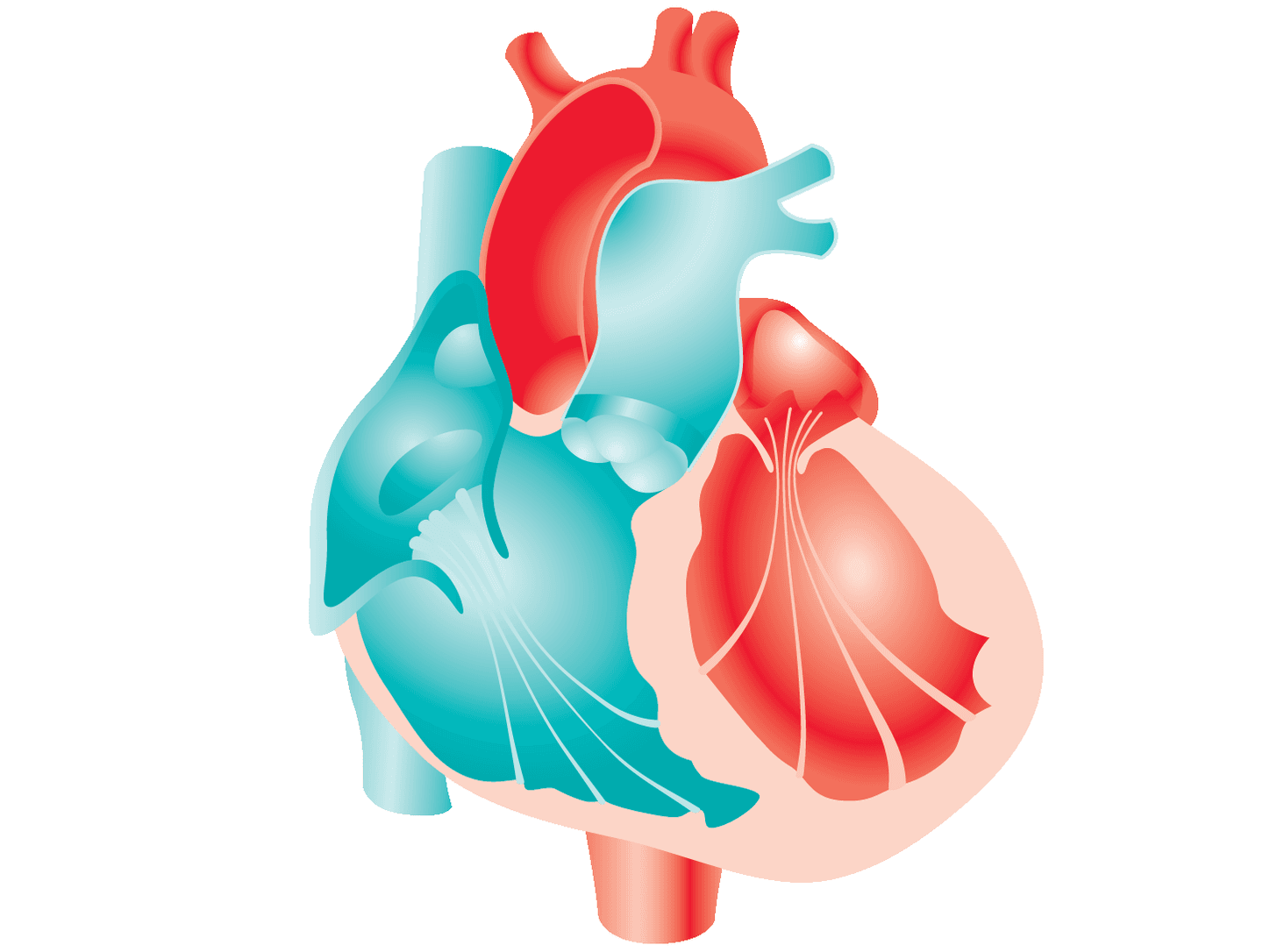 Cardiac Biomarkers Market Demand, Growth, Opportunities Analysis
