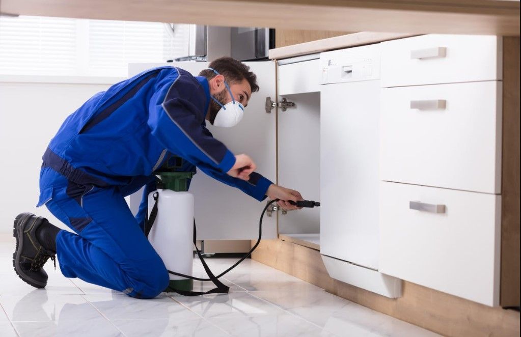 Get Rid of Pests in Dhaka: Professional Pest Control Services