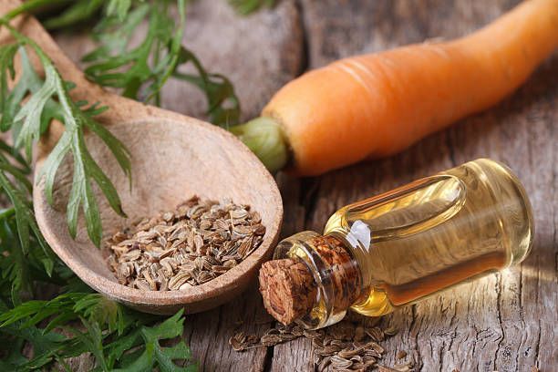 Carrot Seed Market Key Players, Share & Forecast Report to 2028